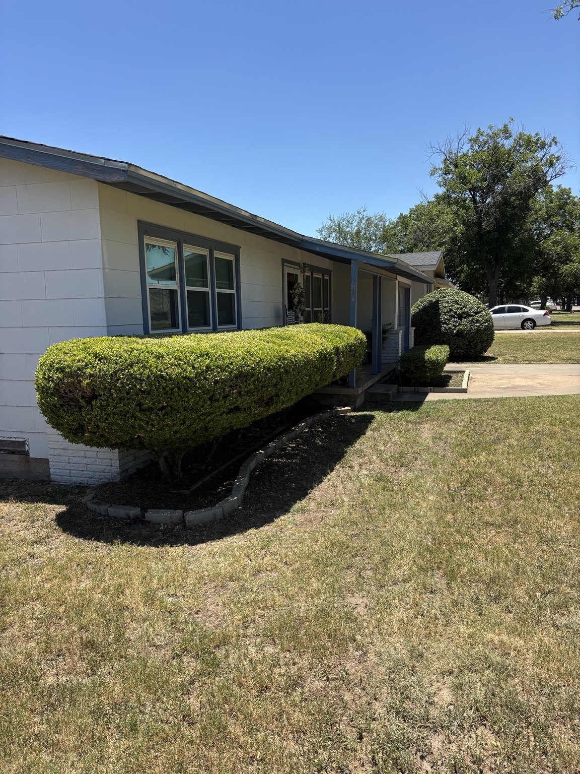 Shaped hedge row trimmed by Polo Outdoor