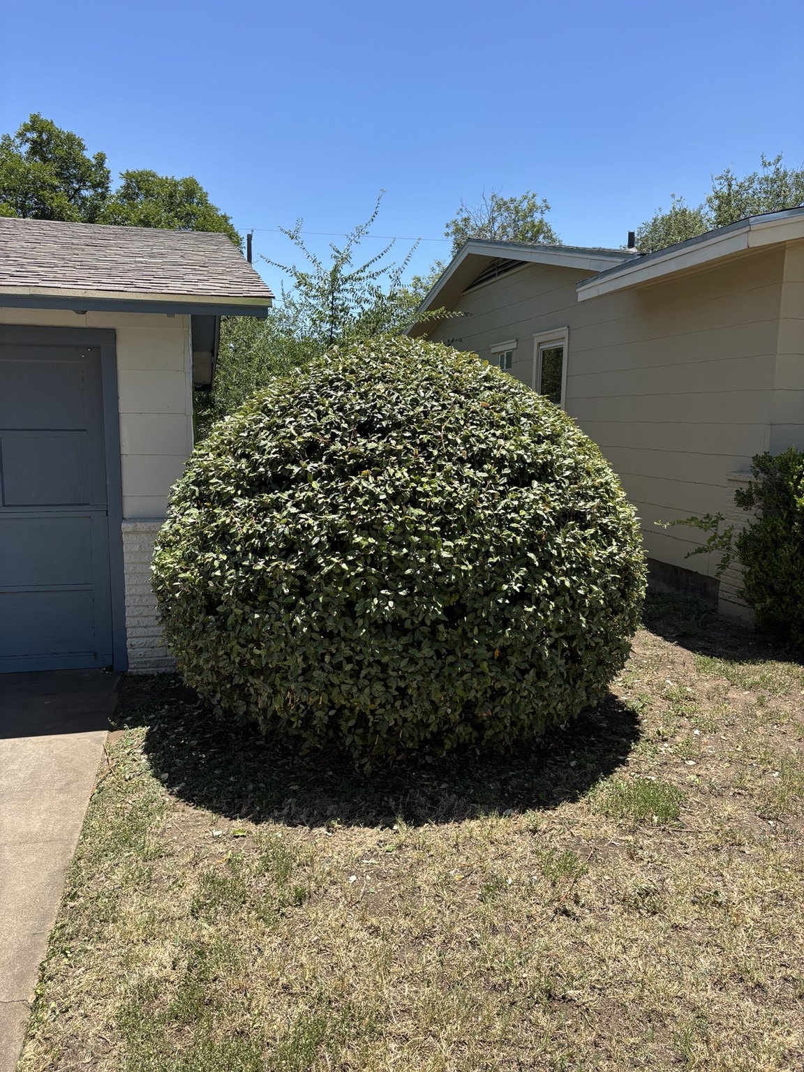 Large round shrub professionally shaped
